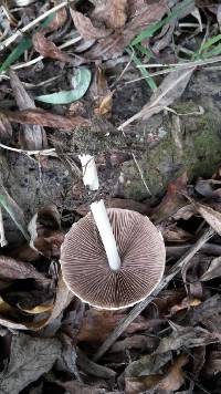 Psathyrella candolleana image