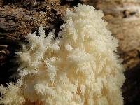 Hericium coralloides image