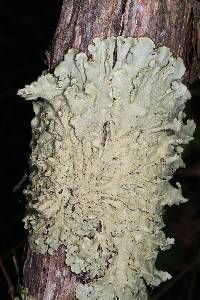 Flavoparmelia caperata image