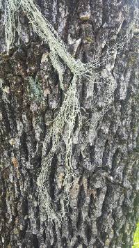 Ramalina menziesii image