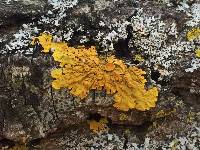 Xanthoria parietina var. parietina image