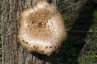 Polyporus squamosus image