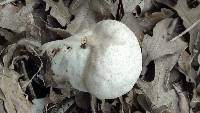 Lycoperdon perlatum image