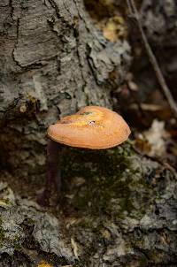 Ganoderma curtisii image