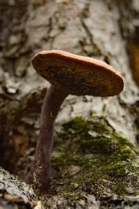 Ganoderma curtisii image