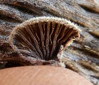 Schizophyllum commune image