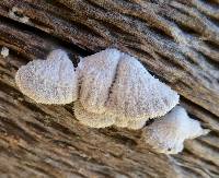 Schizophyllum commune image