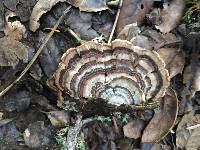 Trametes versicolor image