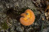 Ganoderma curtisii image