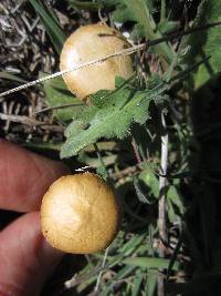 Agrocybe pediades image