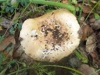 Amanita velosa image