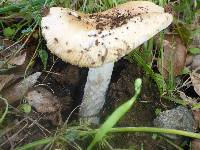 Amanita velosa image