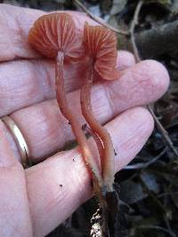 Laccaria laccata image