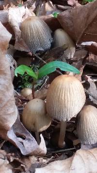 Coprinellus micaceus image