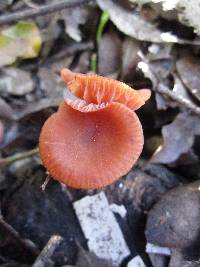 Laccaria laccata image