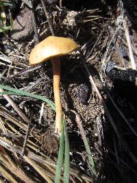 Agrocybe pediades image