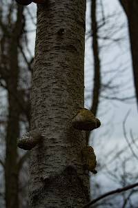 Fomitopsis betulina image