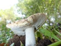 Amanita velosa image