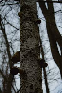 Fomitopsis betulina image