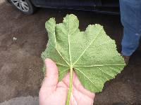 Puccinia malvacearum image