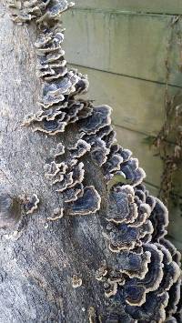 Trametes versicolor image