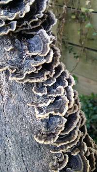 Trametes versicolor image