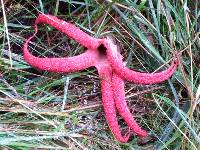 Clathrus archeri image