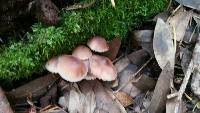 Mycena haematopus image