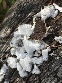 Schizophyllum commune image