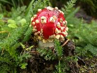 Amanita muscaria image