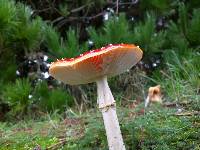 Amanita muscaria image