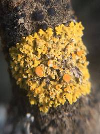 Xanthoria parietina var. parietina image