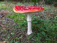 Amanita muscaria image