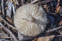 Volvariella gloiocephala image