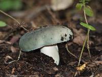 Russula aeruginea image