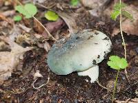 Russula aeruginea image