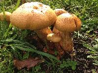 Gymnopilus junonius image