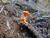 Pycnoporus coccineus image