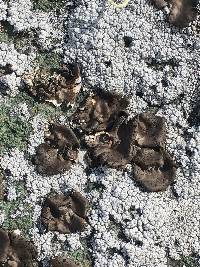 Umbilicaria phaea image