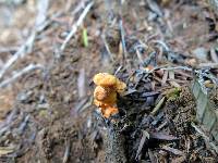 Pycnoporus coccineus image