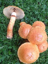 Gymnopilus junonius image