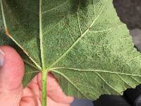 Puccinia malvacearum image