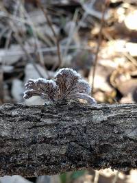 Schizophyllum commune image