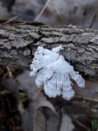 Schizophyllum commune image