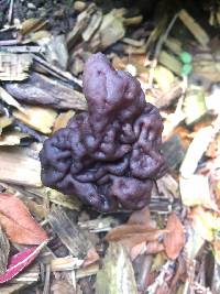 Gyromitra esculenta image