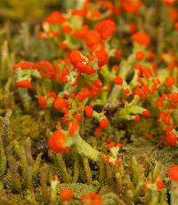 Cladonia cristatella image