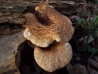 Polyporus squamosus image