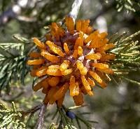 Gymnosporangium juniperi-virginianae image