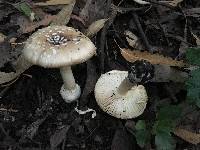 Amanita pantherina image