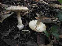 Amanita pantherina image